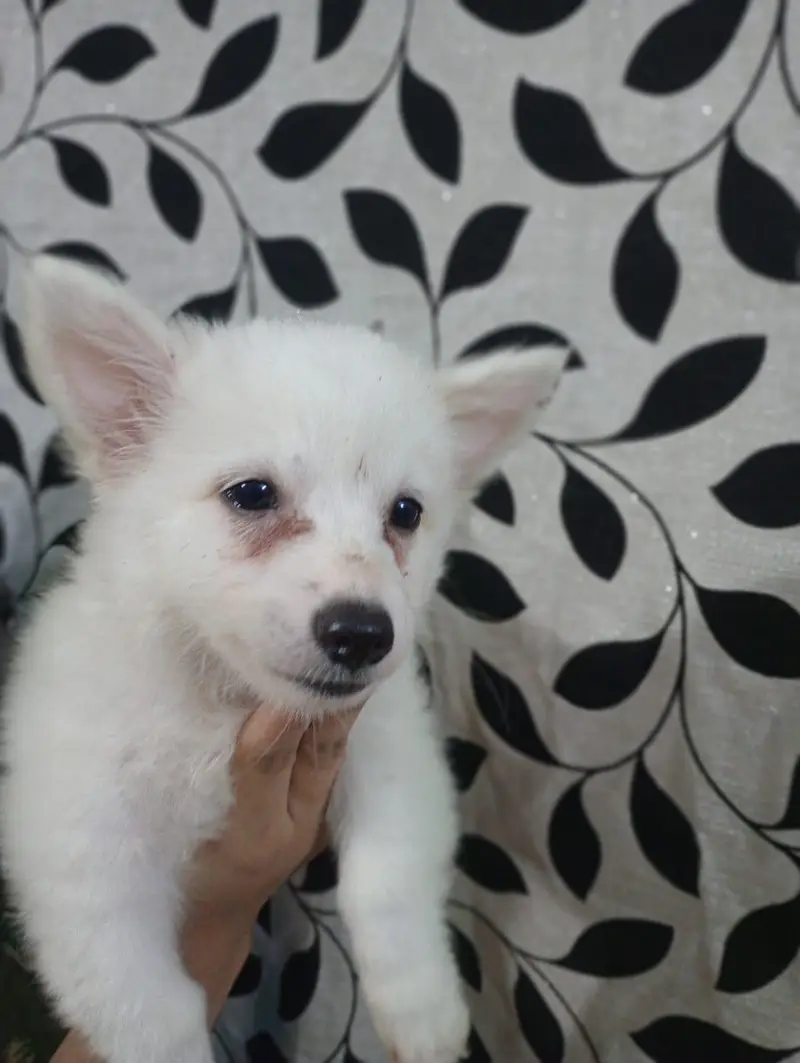 Male and Female 0 size toy breed Russian pups available — photo 2