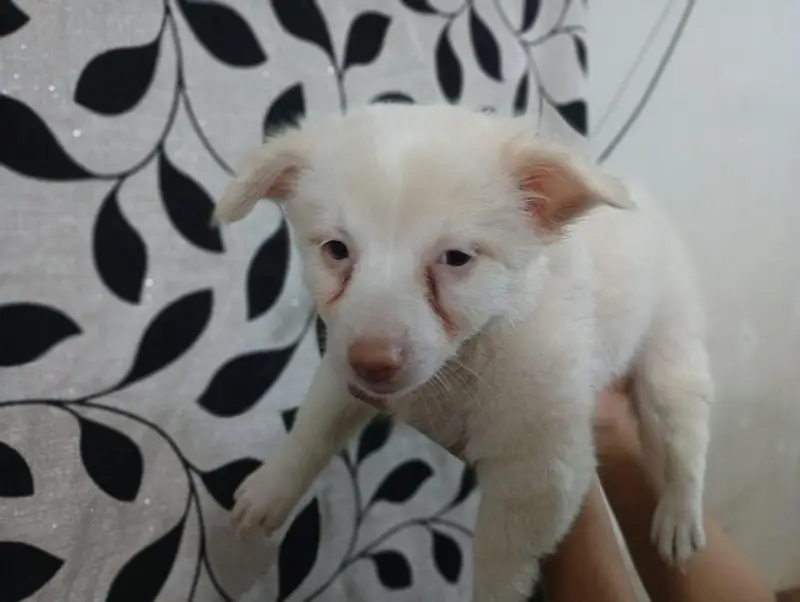 Male and Female 0 size toy breed Russian pups available — photo 3