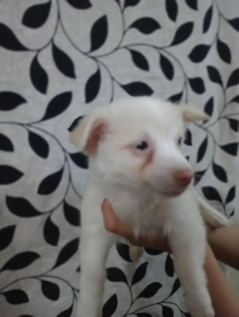 Male and Female 0 size toy breed Russian pups available — photo 4