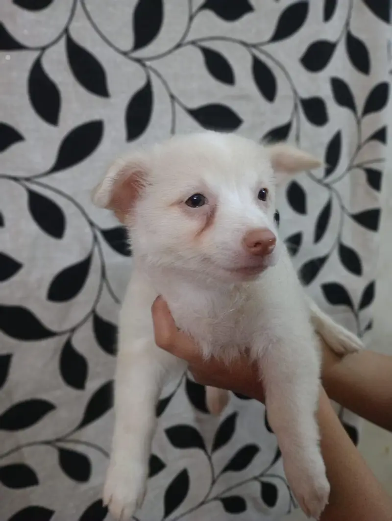 Male and Female 0 size toy breed Russian pups available — photo 5