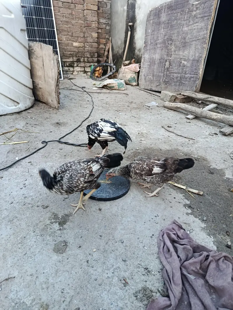 Aseel phate — photo 2