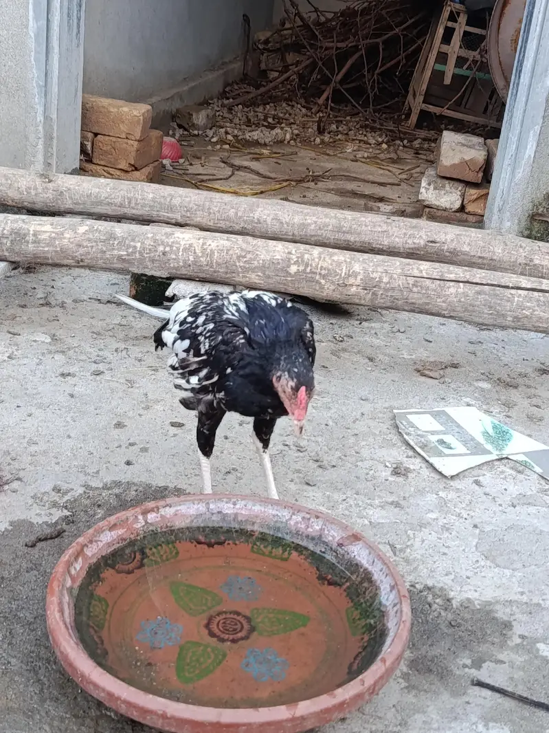 Aseel phate — photo 3