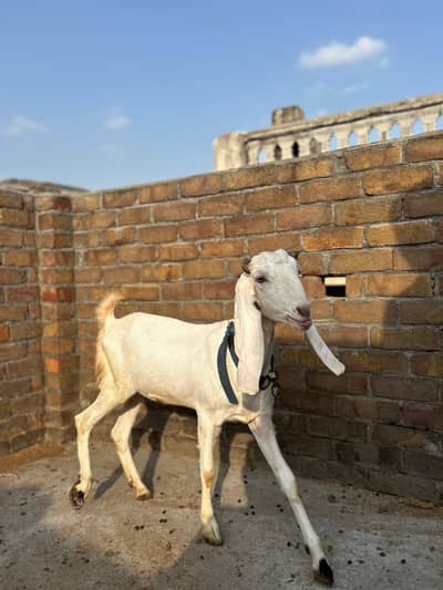 Rajanpuri mix breed