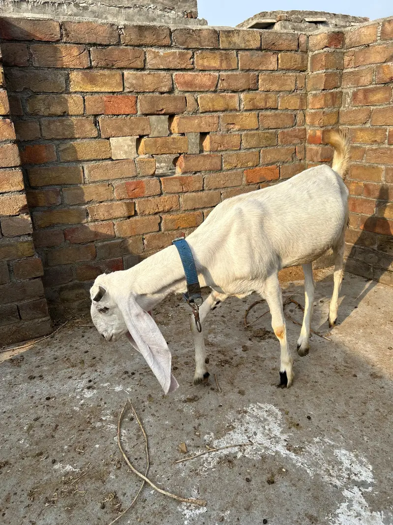 Rajanpuri mix breed — photo 2