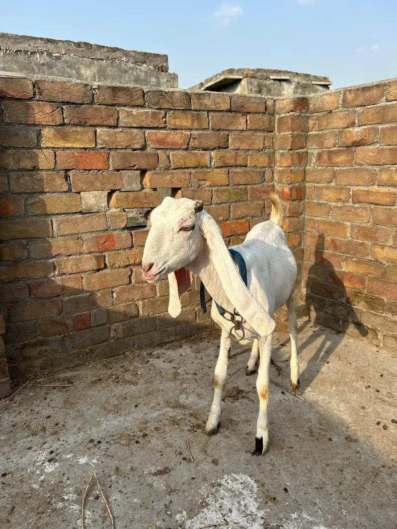 Rajanpuri mix breed — photo 3