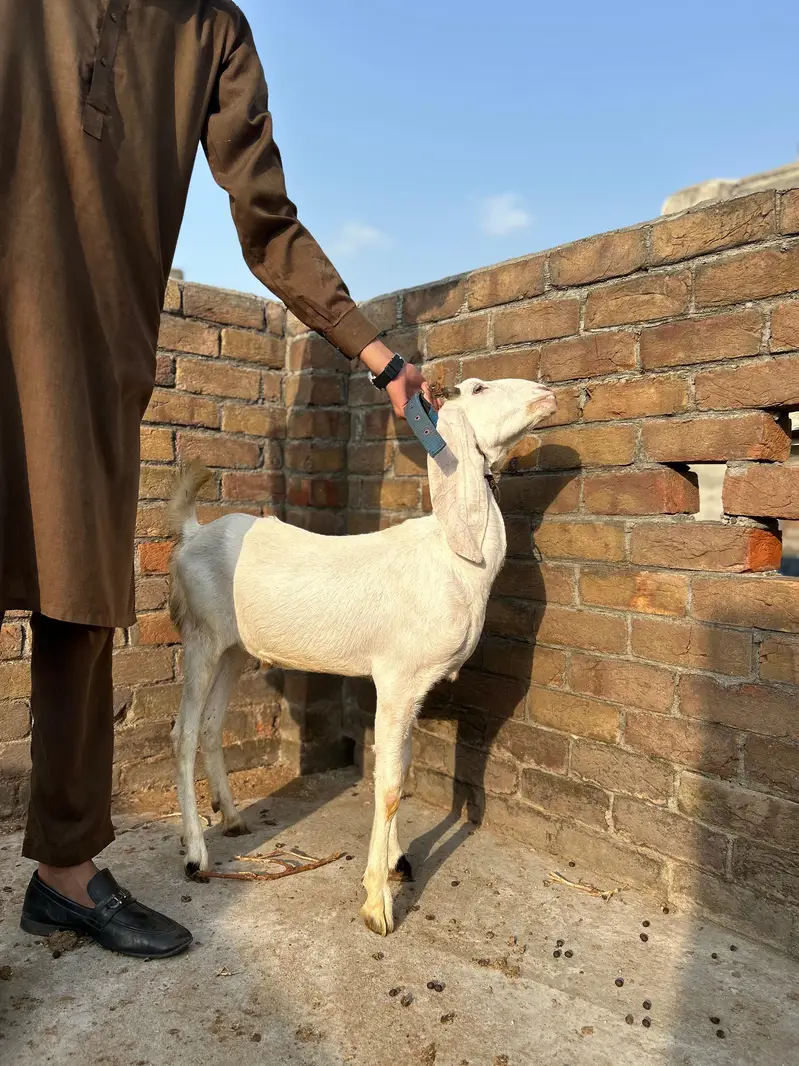 Rajanpuri mix breed — photo 4