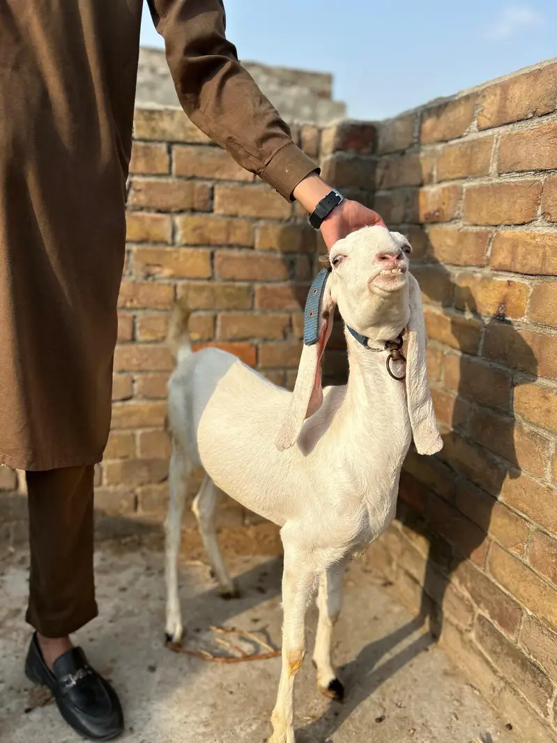 Rajanpuri mix breed — photo 5