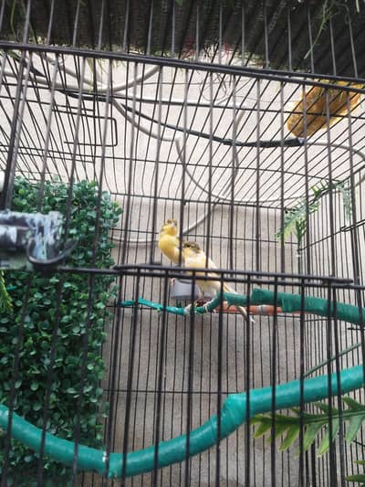 3 male hai