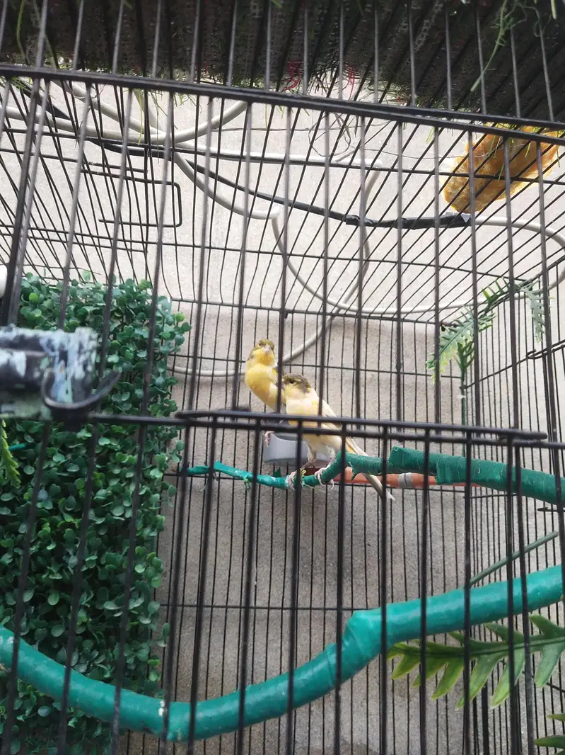 3 male hai