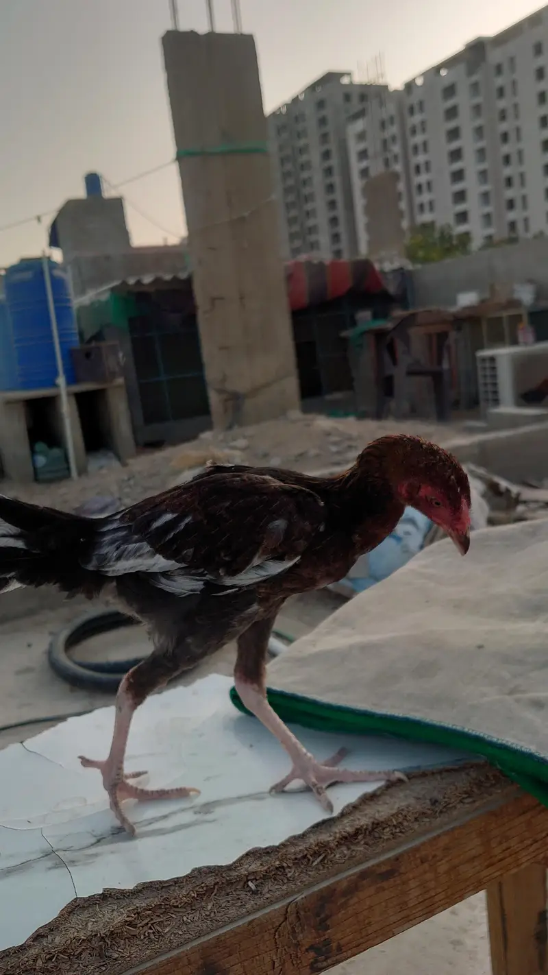 Pure Aseel pair — photo 2