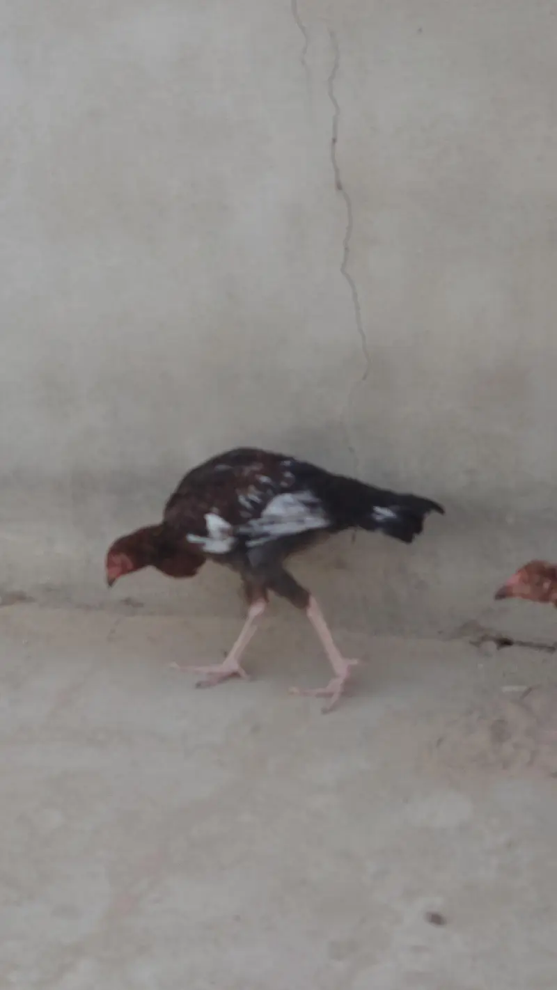 Pure Aseel pair — photo 3