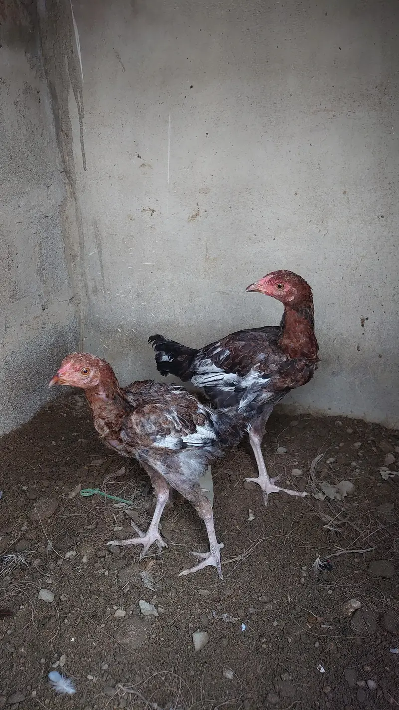 Pure Aseel pair — photo 4
