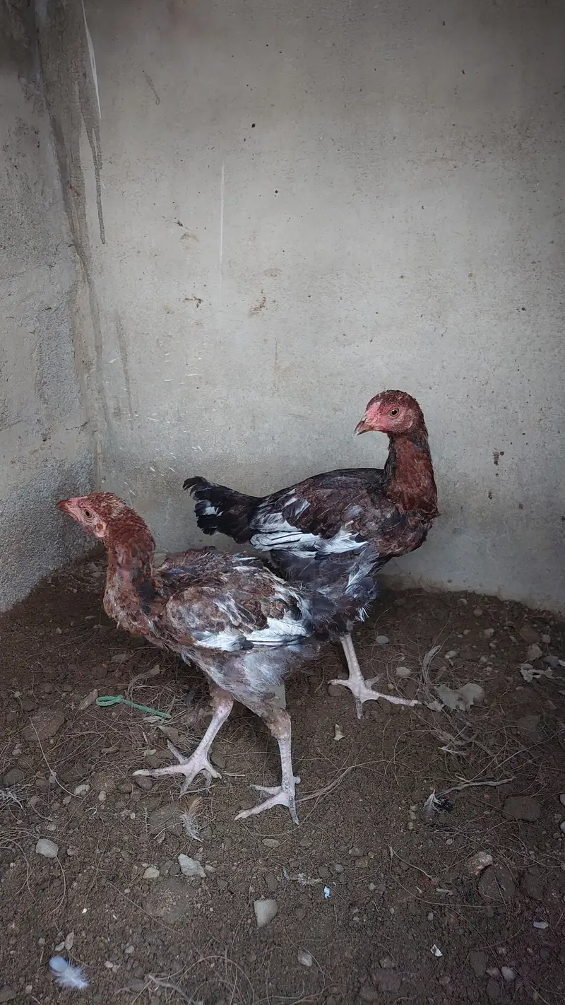Pure Aseel pair — photo 5