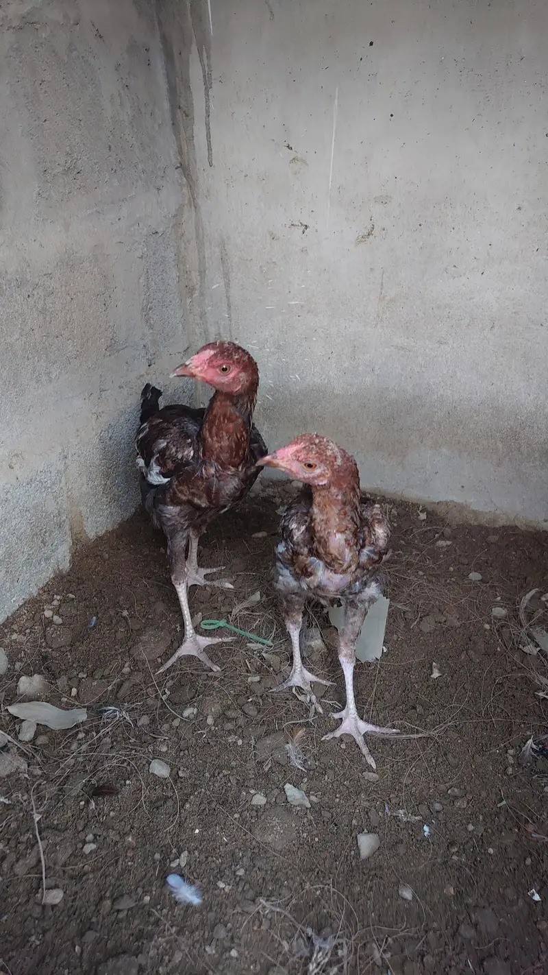 Pure Aseel pair — photo 6