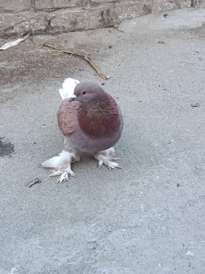 Fancy pigeon