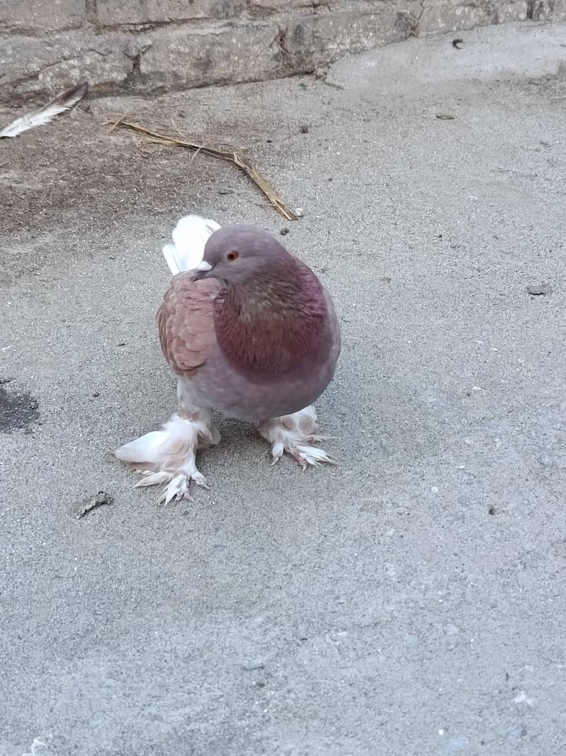 Fancy pigeon 0