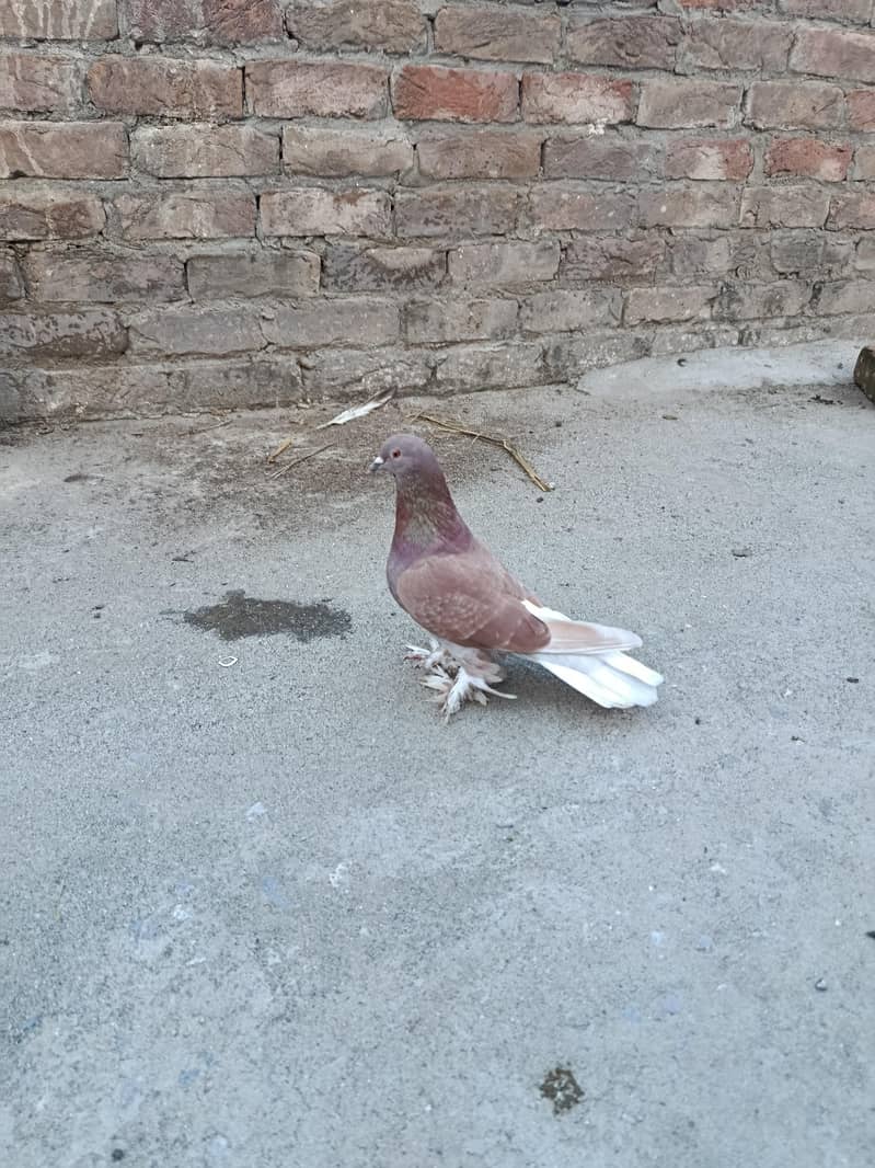 Fancy pigeon 1