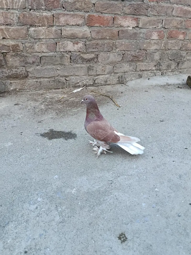 Fancy pigeon — photo 2