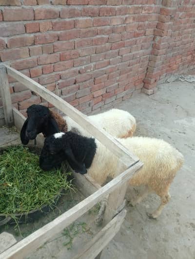 دیسی چھترے