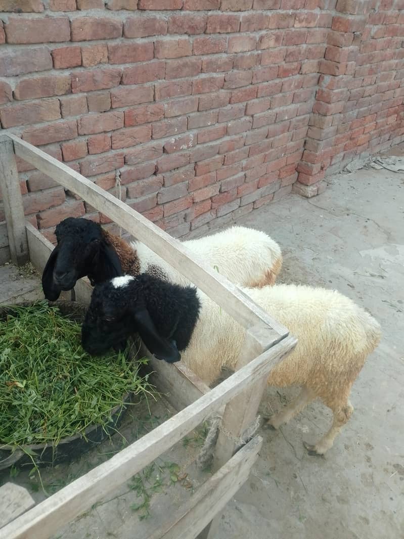 دیسی چھترے 0