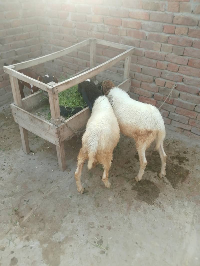دیسی چھترے 1