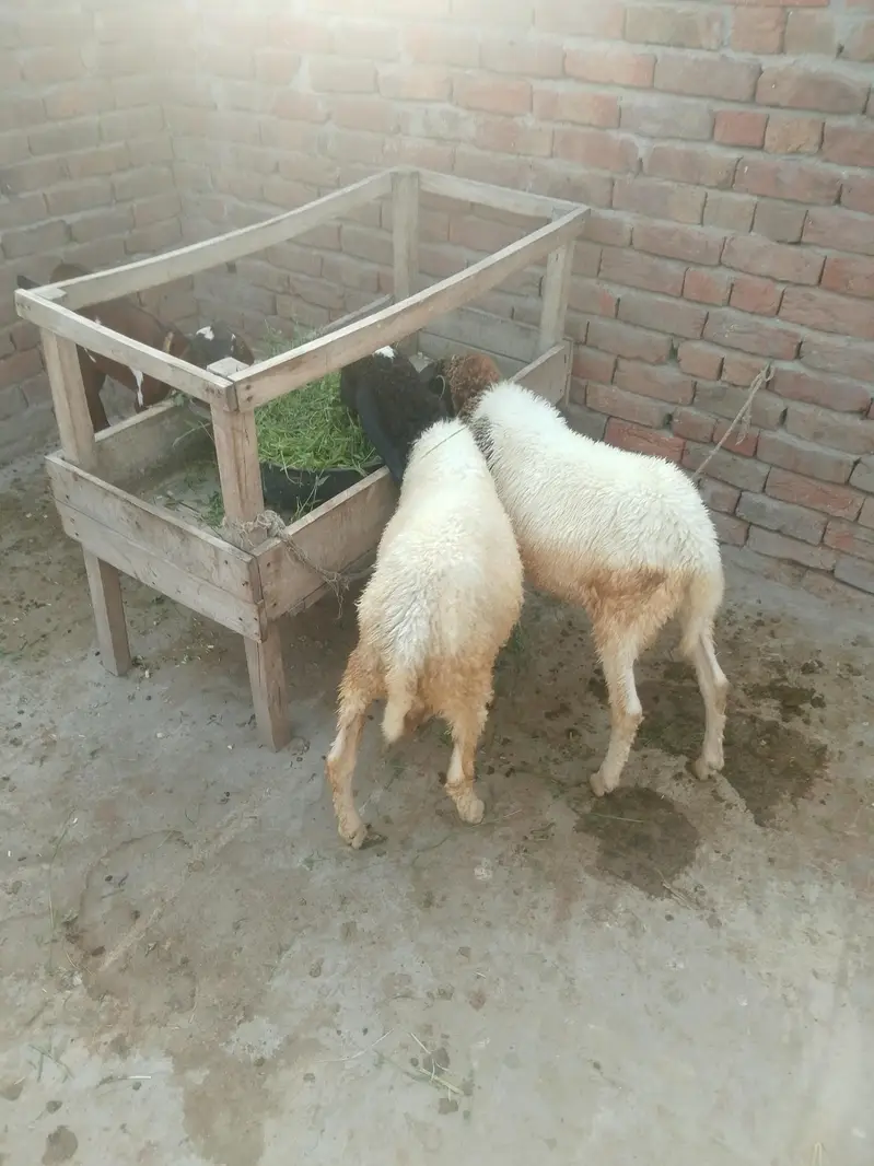 دیسی چھترے — photo 2