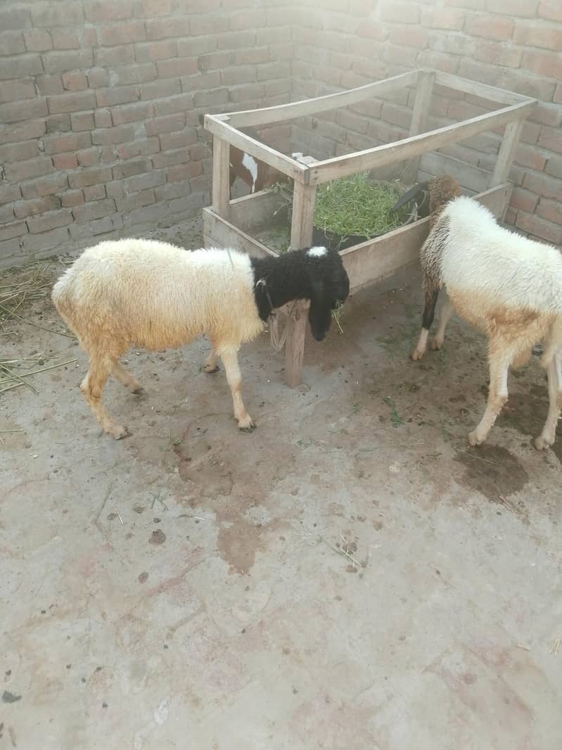 دیسی چھترے 2
