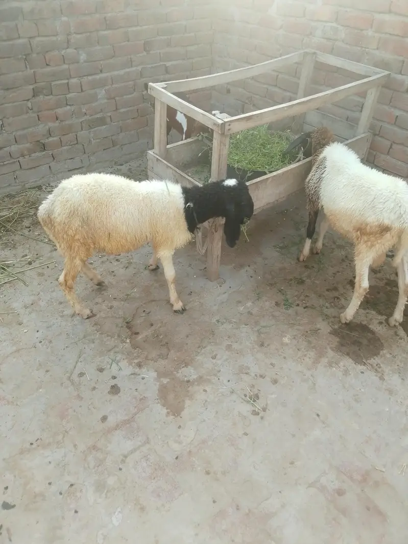 دیسی چھترے — photo 3