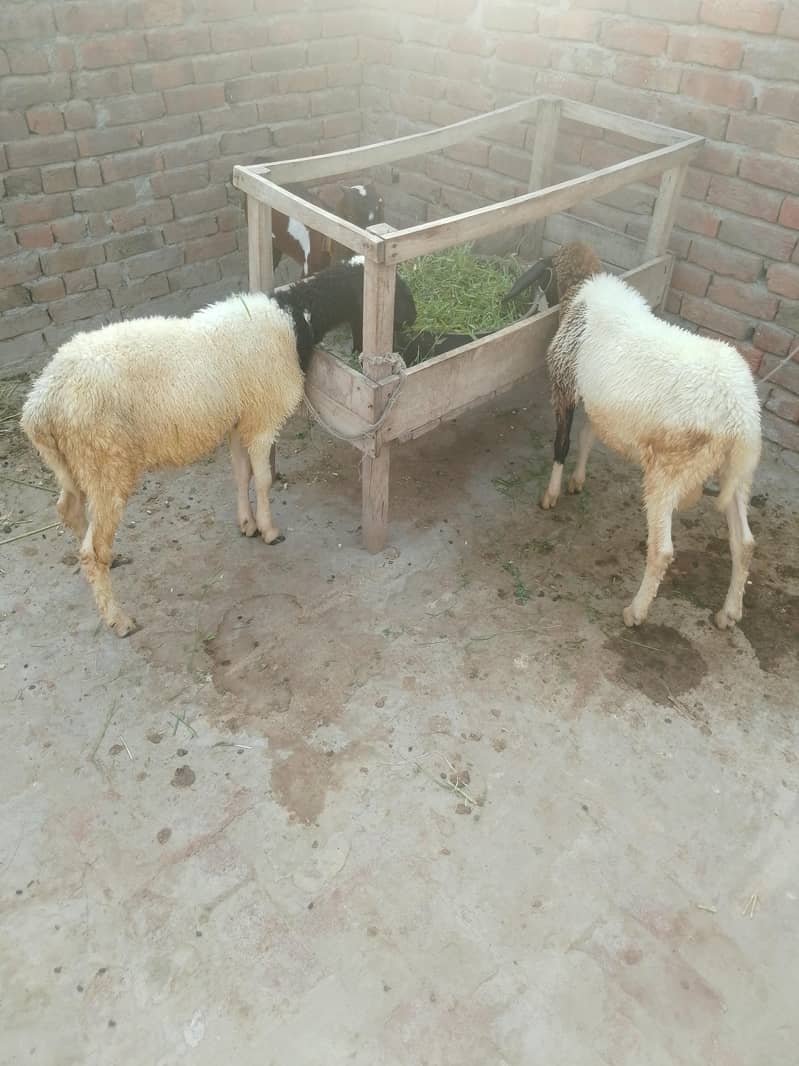 دیسی چھترے 3