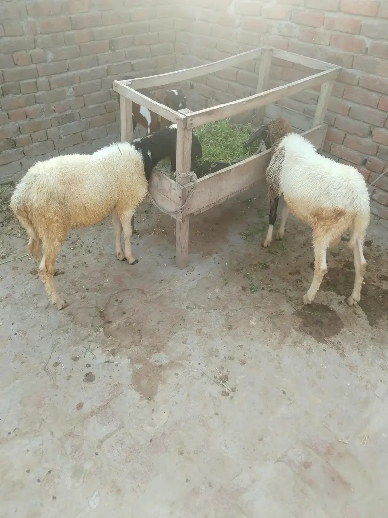دیسی چھترے — photo 4