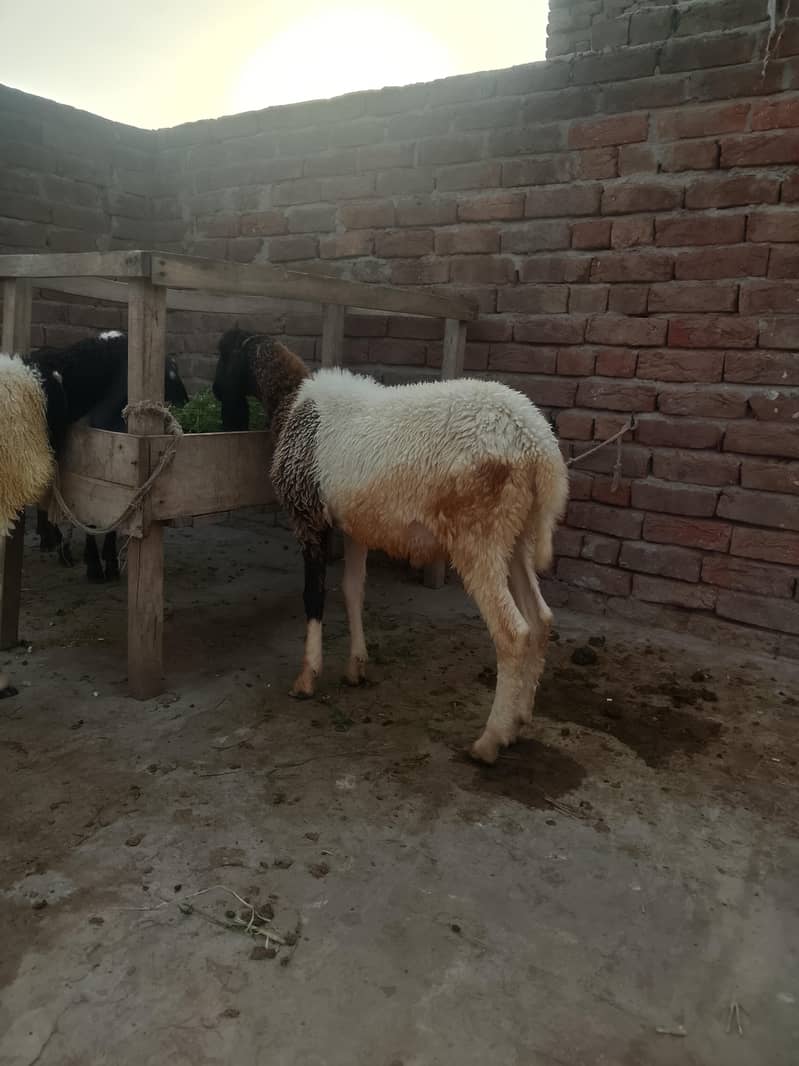 دیسی چھترے 4