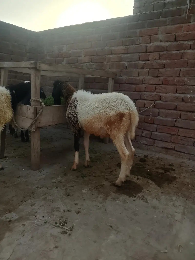 دیسی چھترے — photo 5