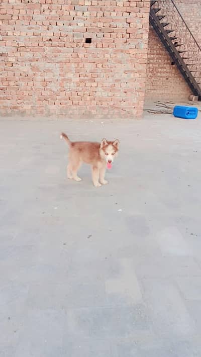 wolly coat male sibren husky male wolly coat
