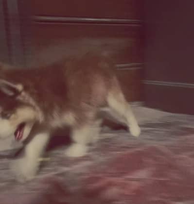 wolly coat male sibren husky male wolly coat
