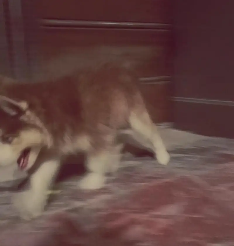 wolly coat male sibren husky male wolly coat — photo 3
