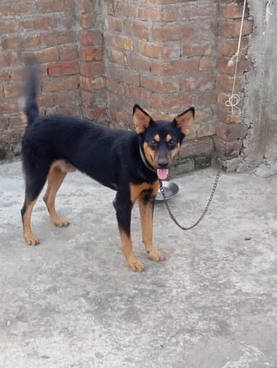 Alsatian dog
