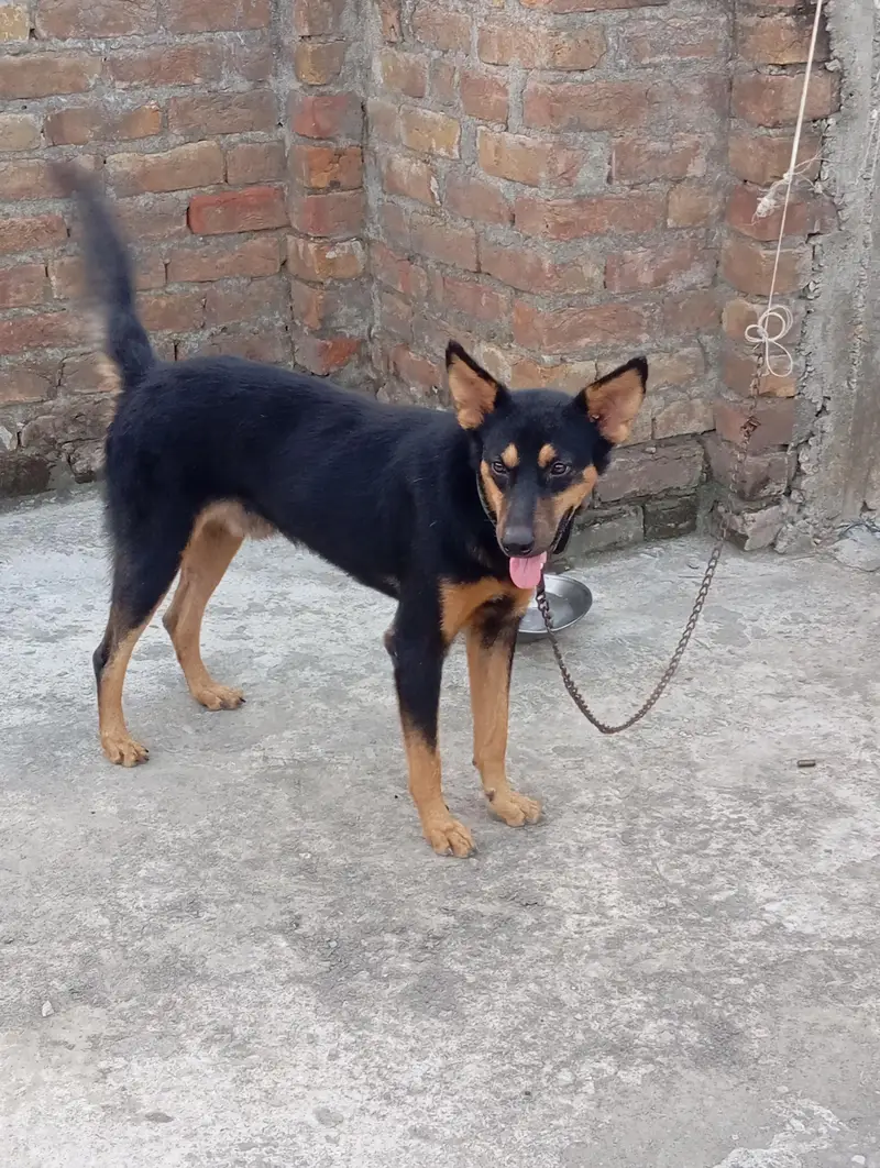 Alsatian dog — photo 2