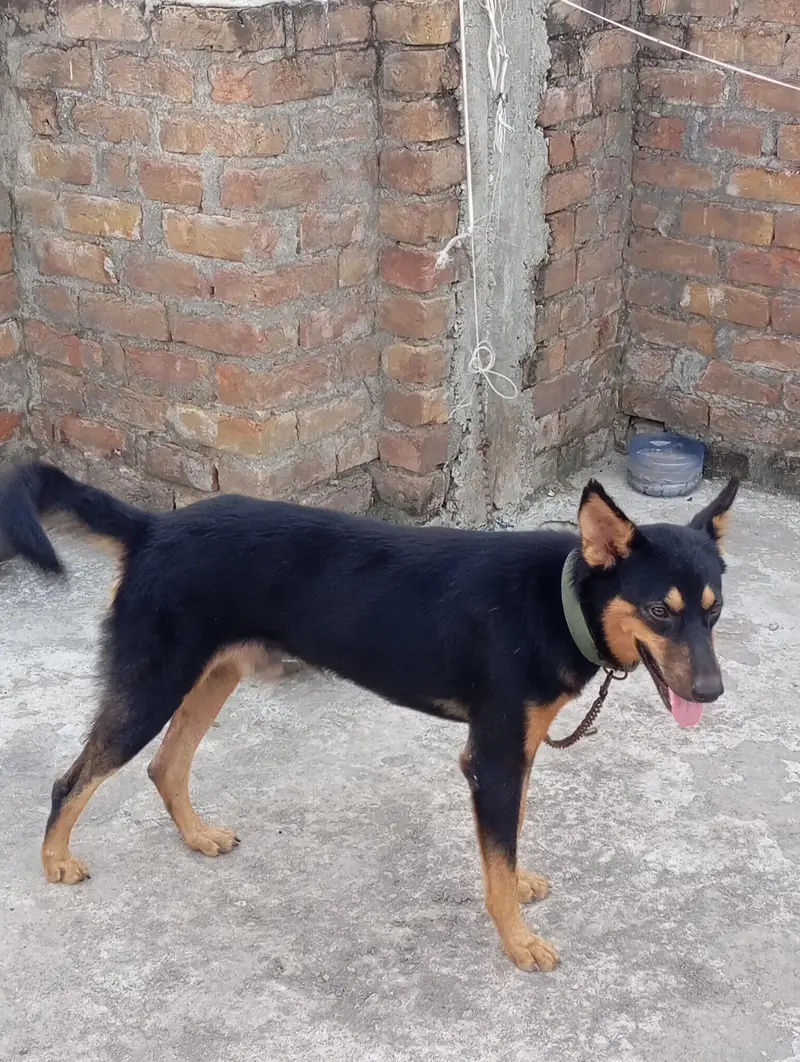 Alsatian dog — photo 3