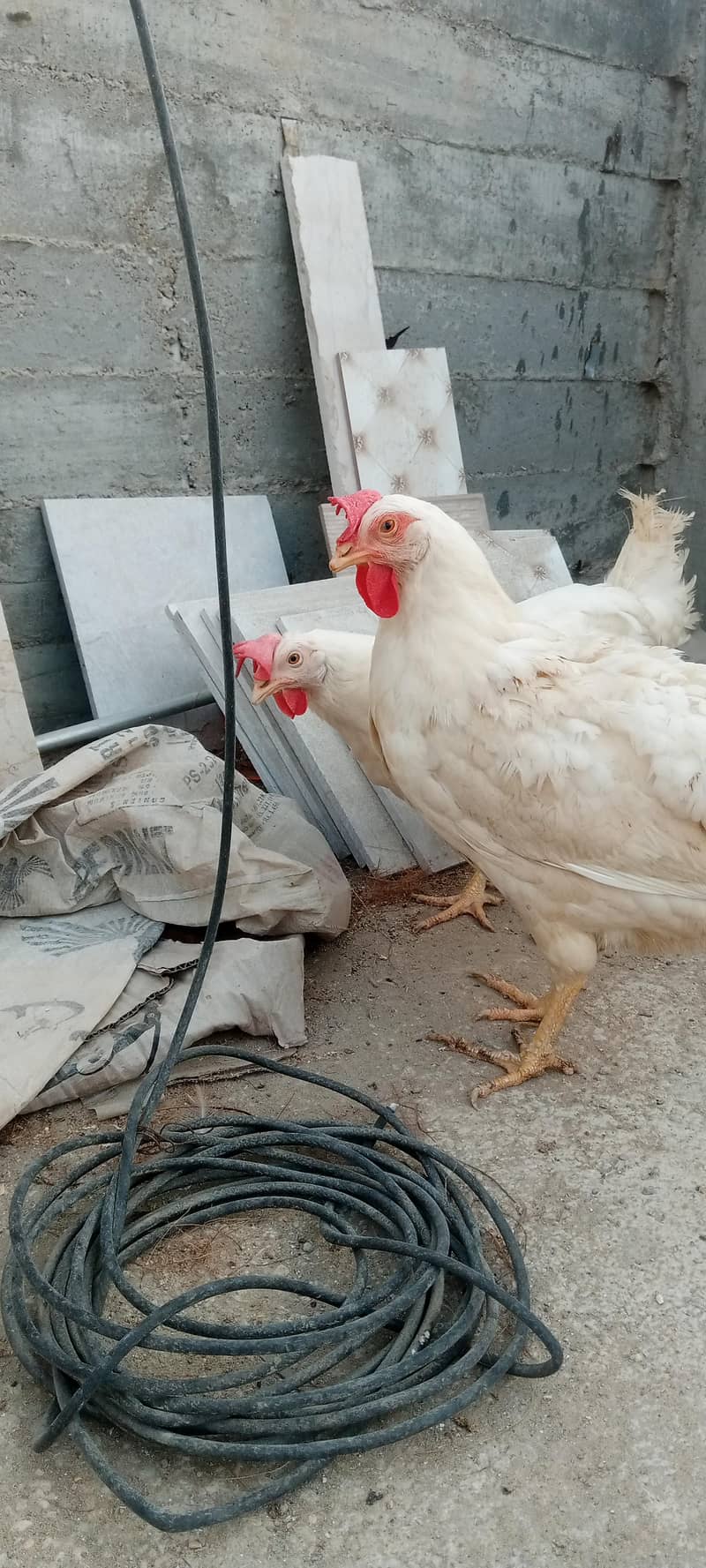 layer hen 0