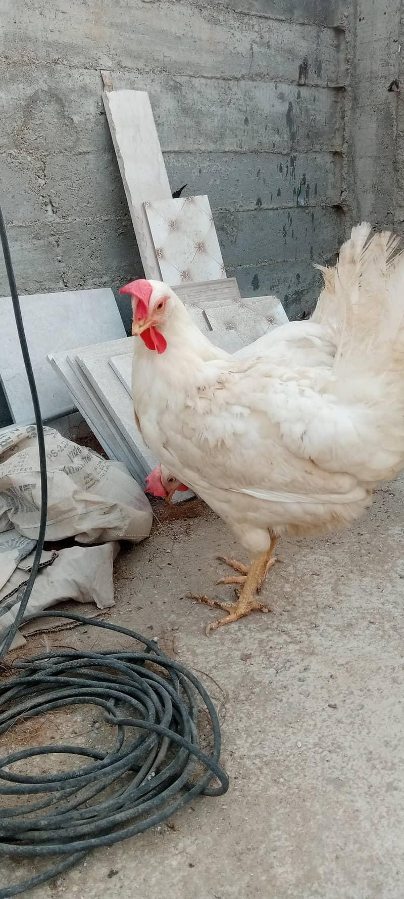 layer hen 1