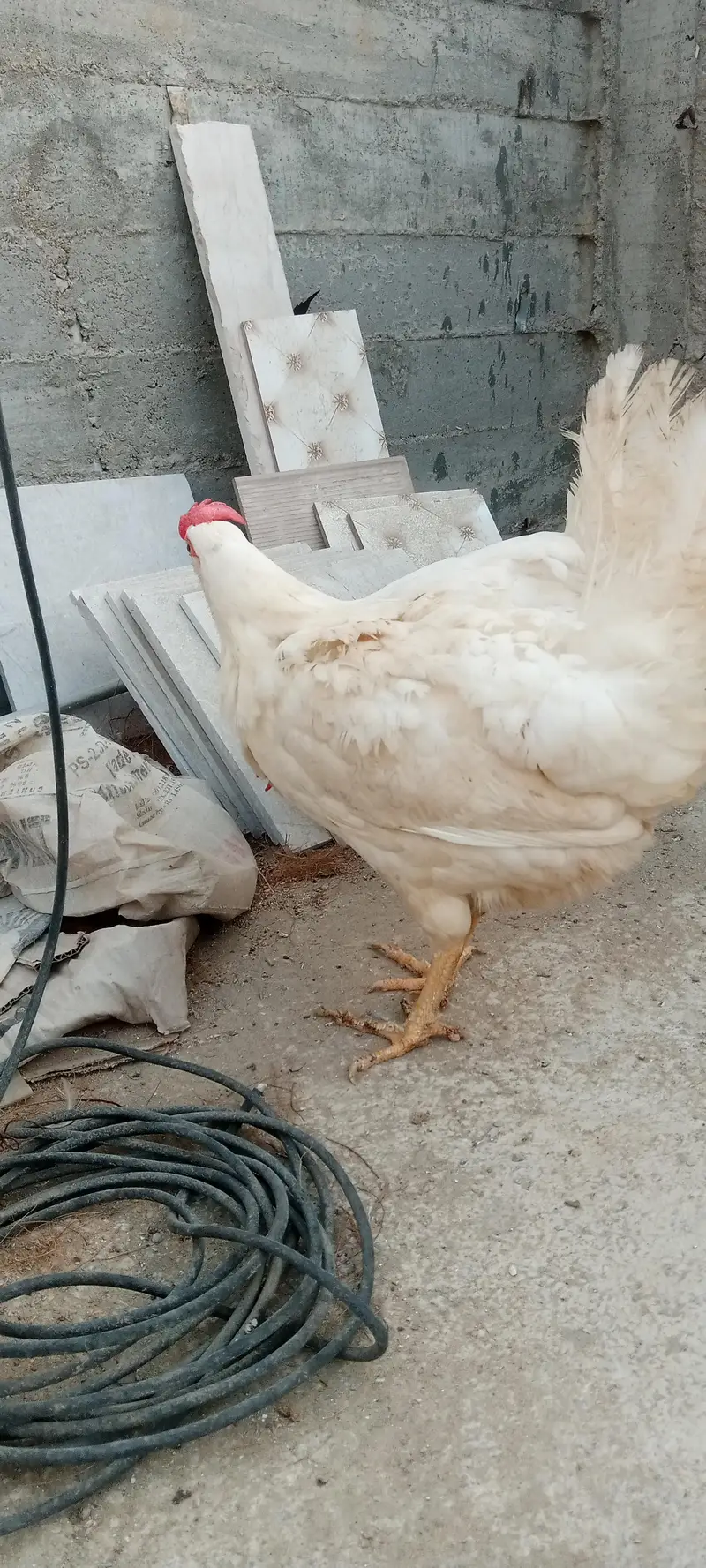layer hen — photo 3