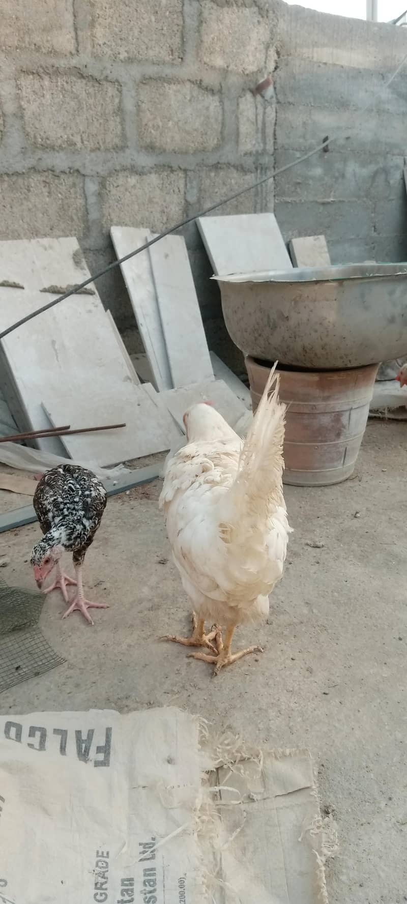 layer hen 3