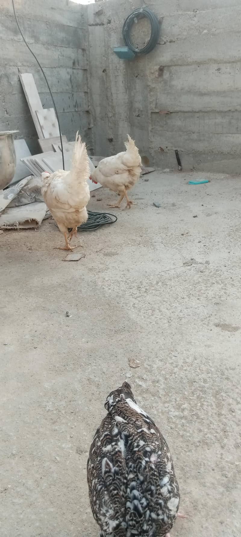 layer hen 4
