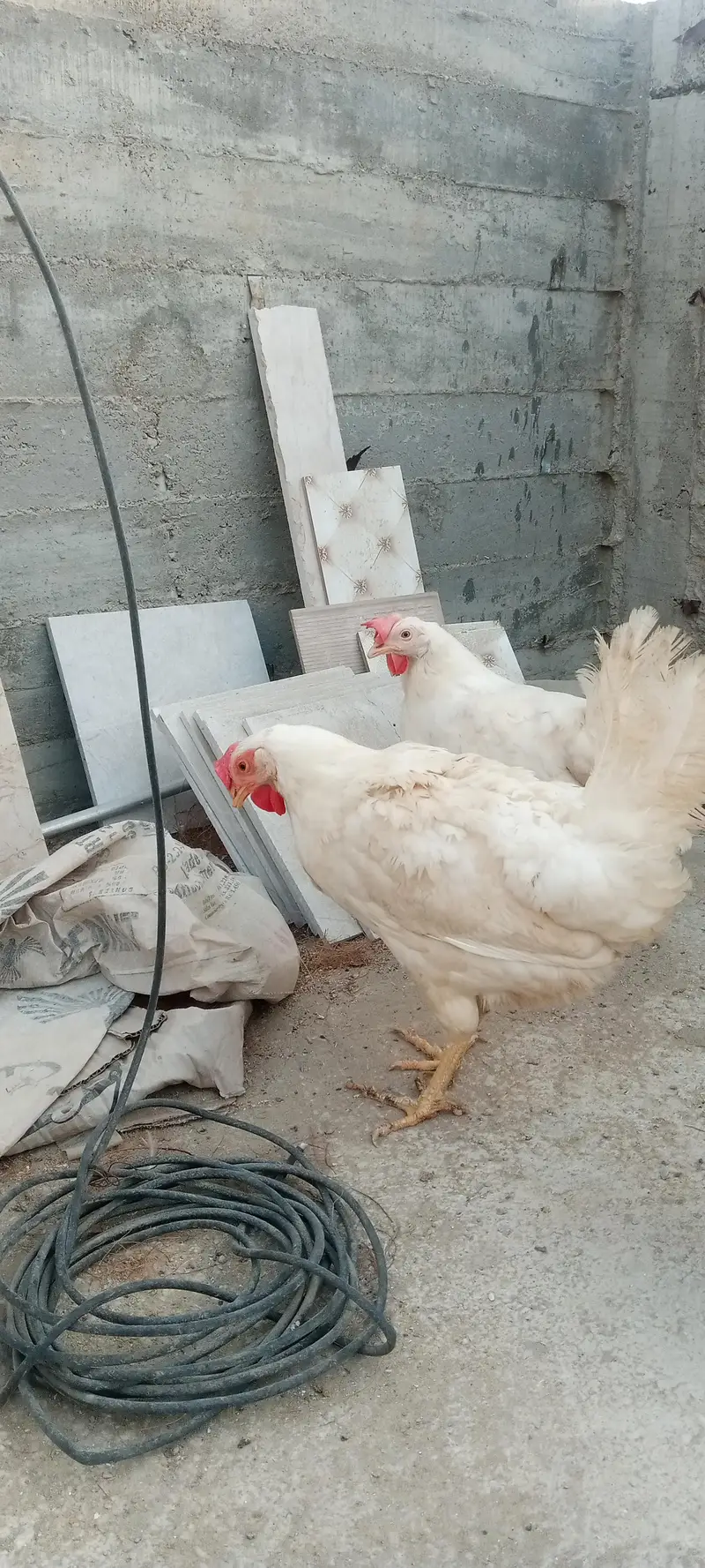 layer hen — photo 6