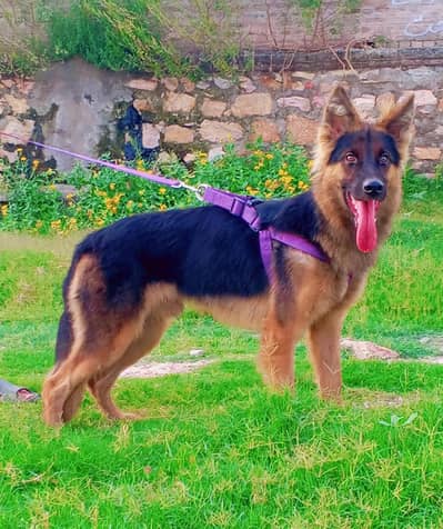 German Shepherd double coat Male for sale