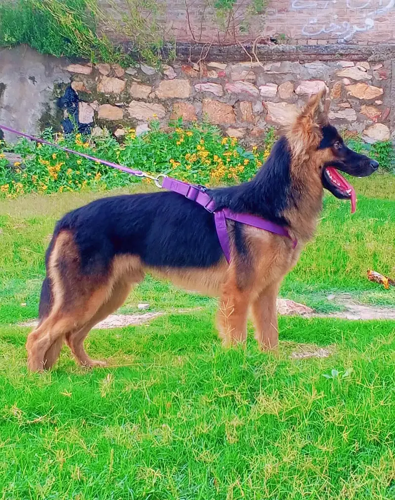 German Shepherd double coat Male for sale — photo 2