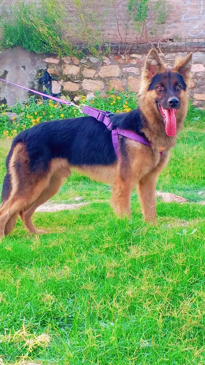 German Shepherd double coat Male for sale — photo 3