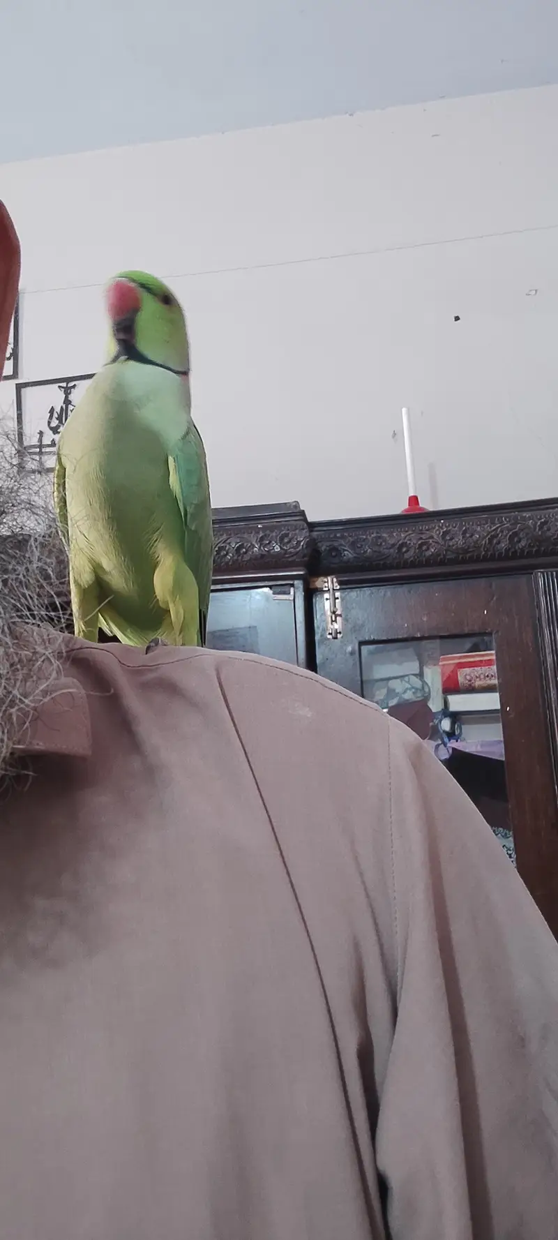 Green Ringneck for sell with cage — photo 2