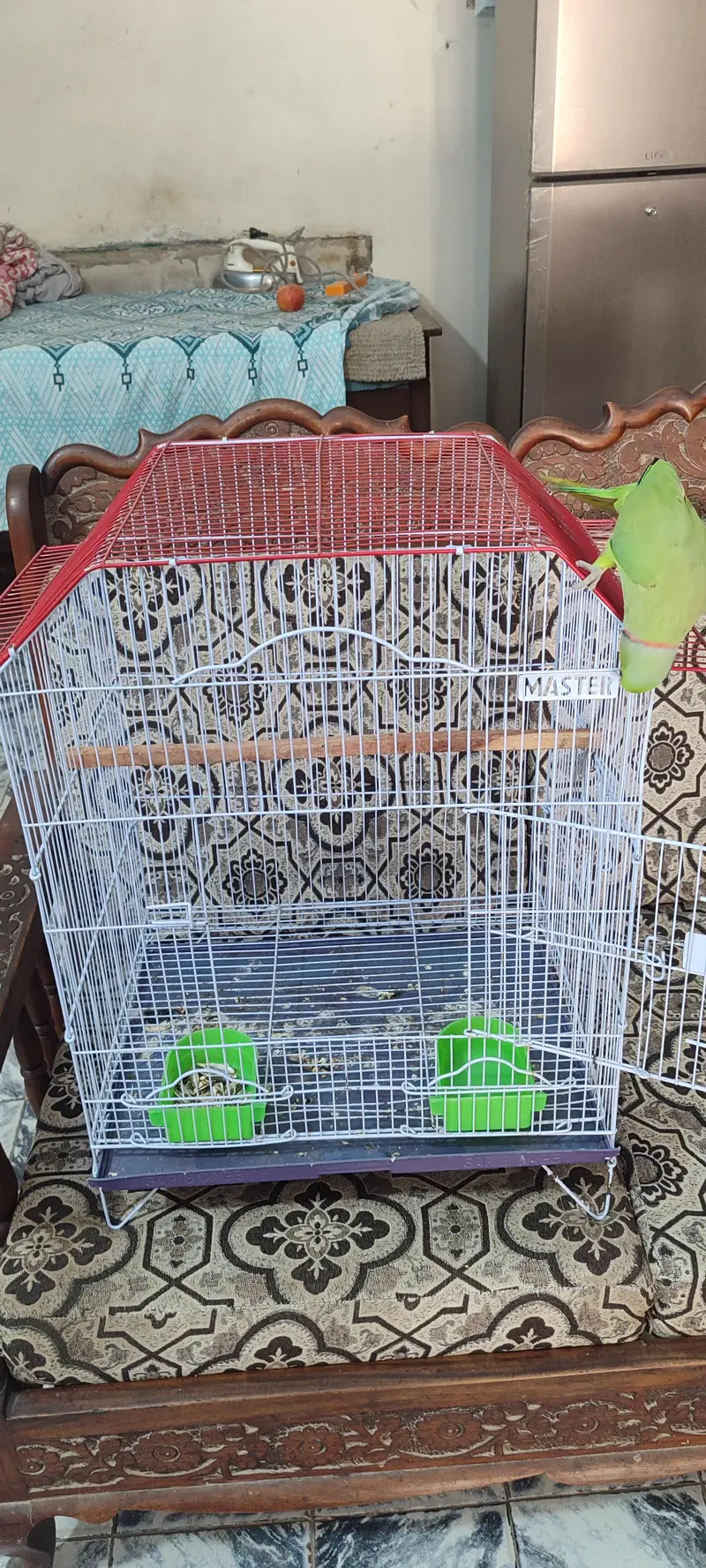 Green Ringneck for sell with cage — photo 3
