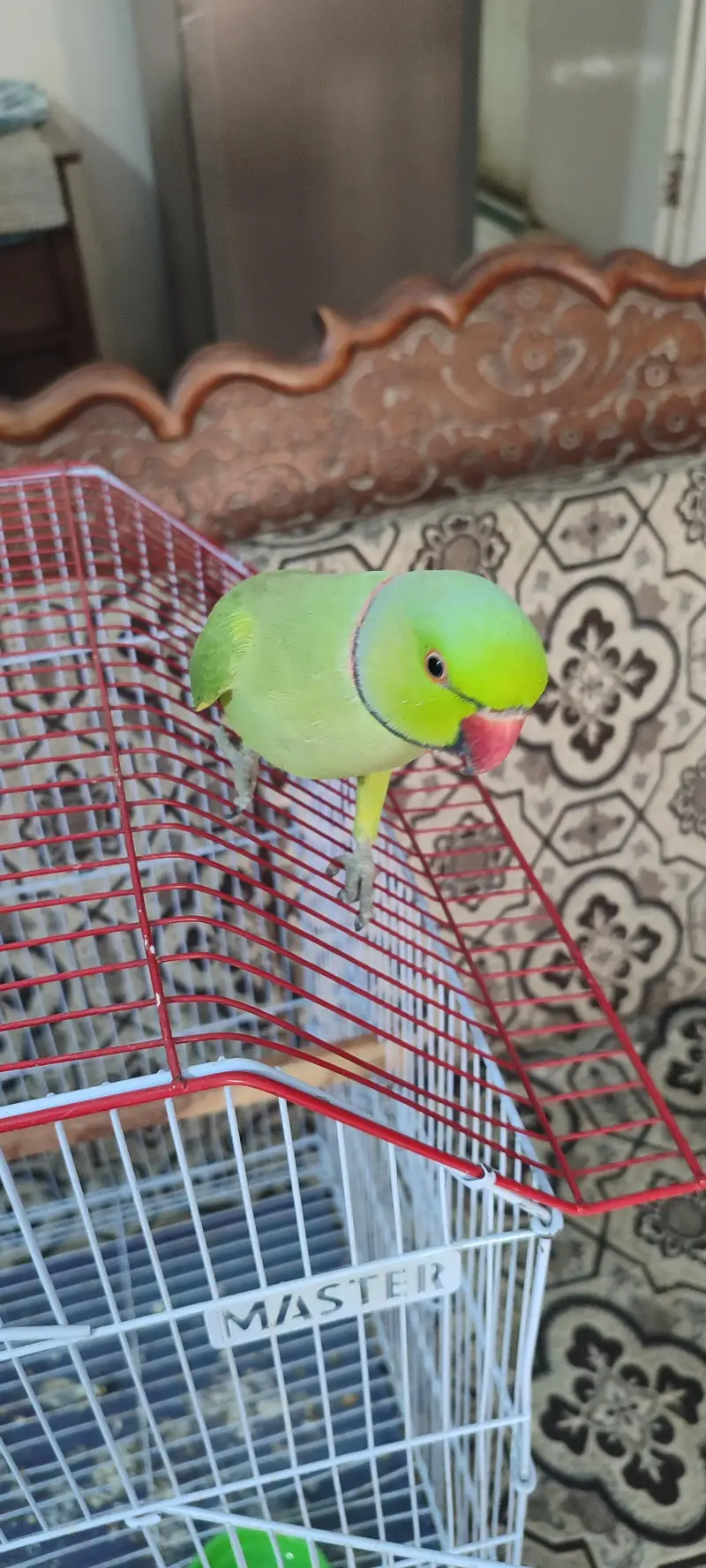 Green Ringneck for sell with cage — photo 4